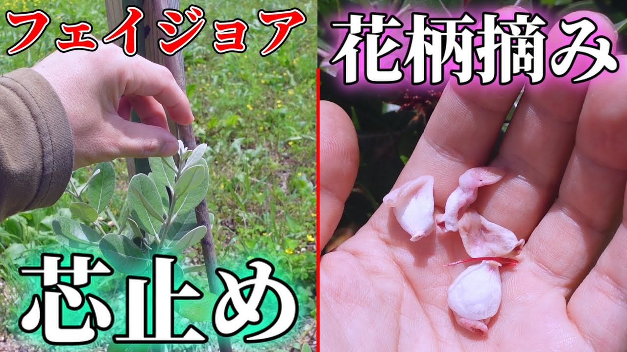 【ポイント！】フェイジョアの花柄取りと芯止めのやり方。6月中旬のフェイジョア園の様子。2023/06/15【feijoa】