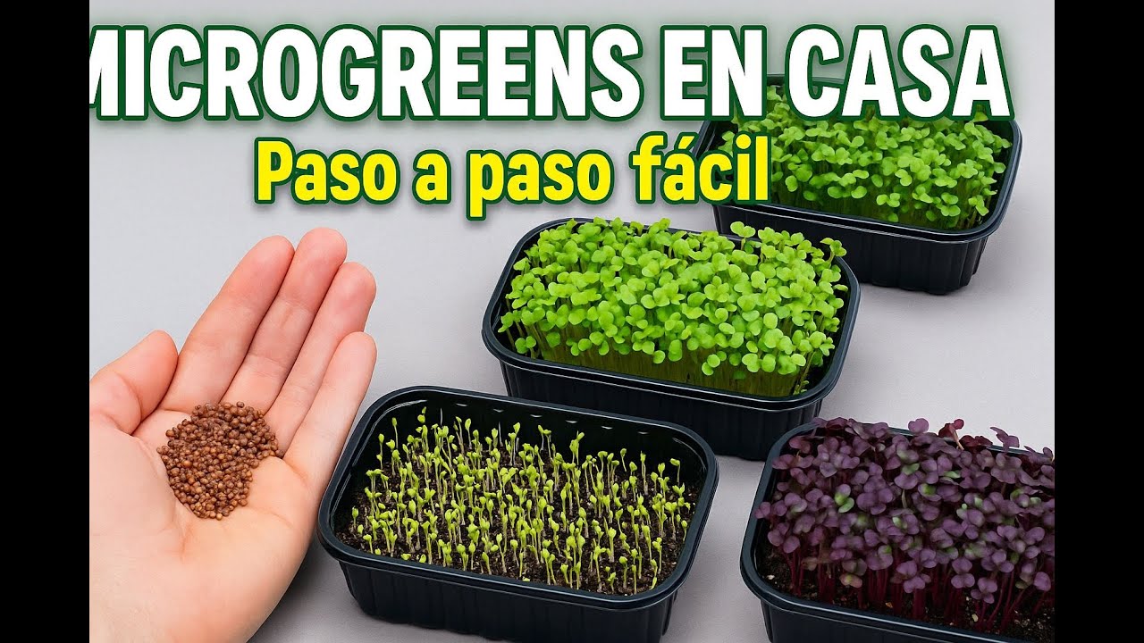 Cultiva Microgreens en Casa en SOLO 7 D&Iacute;AS - Gu&iacute;a Completa!
