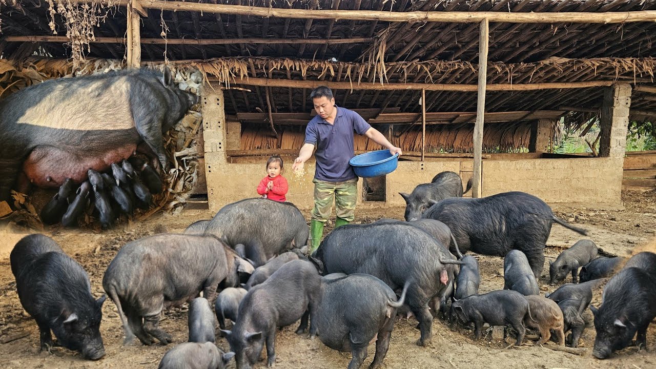 Seasonal corn growing process-Caring for mother pigs giving birth /XuanTruong.