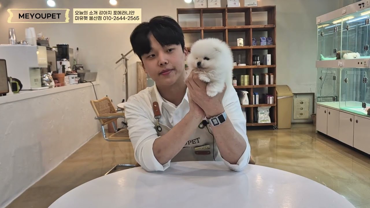 온산 울산 청도 강아지분양 공주같은 화이트 포메라니안 온산애견샵