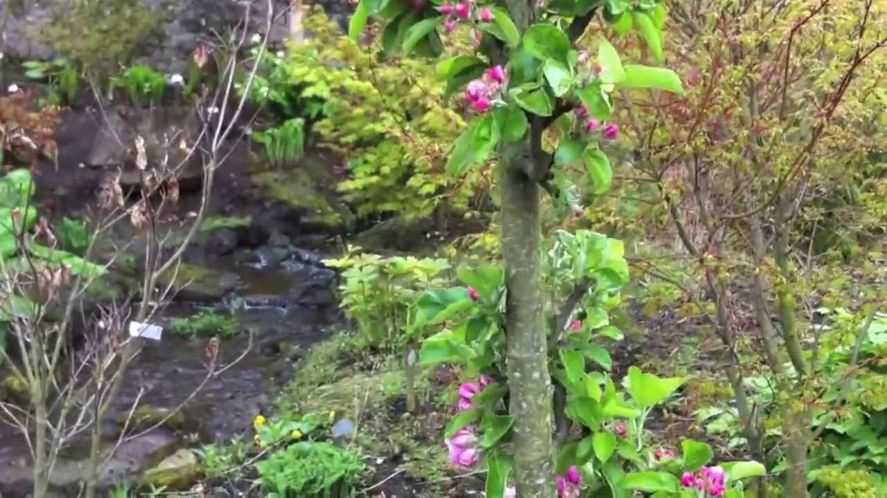 Stepover Apple Pollination