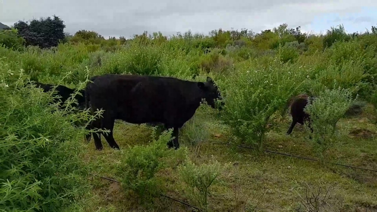 Cows grazing lucern trees