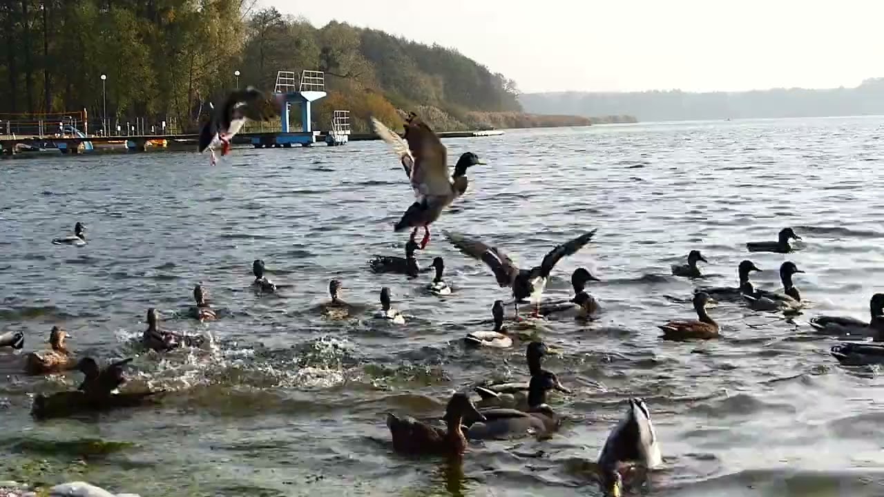 waterfowl in the family Anatidae. Ducks are generally smaller and shorter-necked than swans..