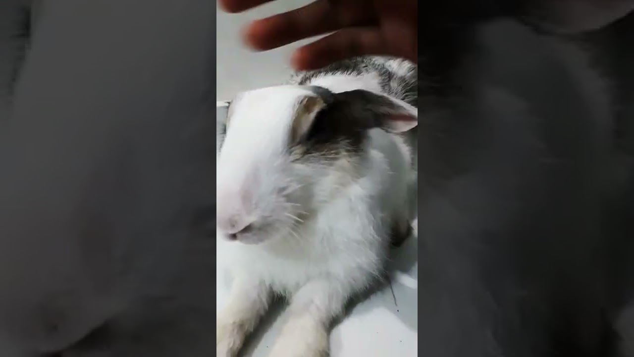 rabbit enjoys head massage