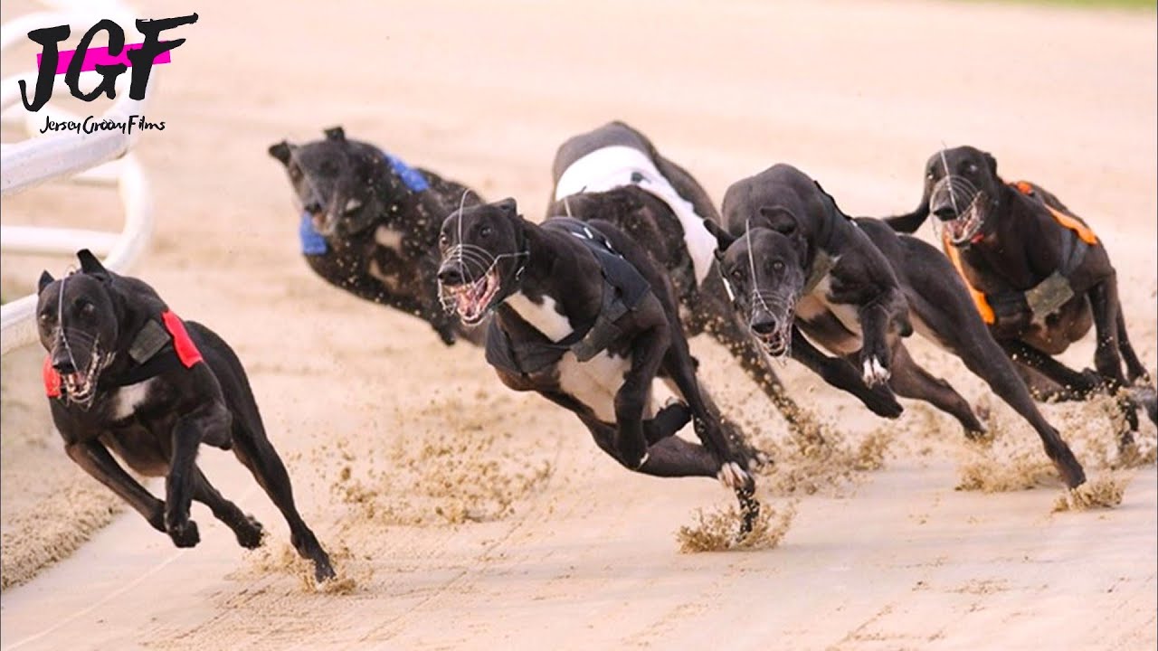The Fastest Dogs: Greyhound Racing