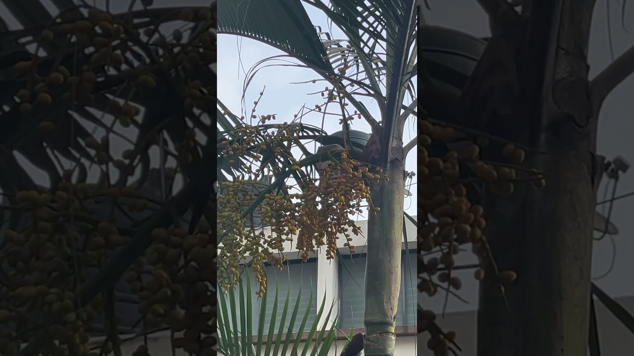 A squirrel 🐿️ enjoys nuts- ripe Areca Palm Tree Seeds from our garden 