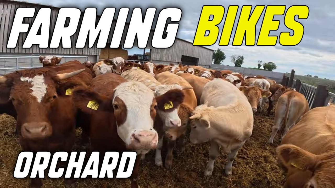 We learn about FARMING and Visit the Alford Bike Rally and a community orchard