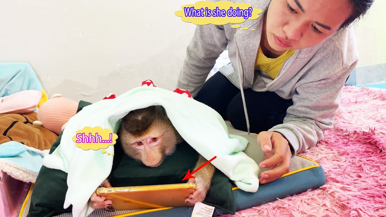Monkey Lyly is engrossed in her phone and doesn't want to go out with her mother.