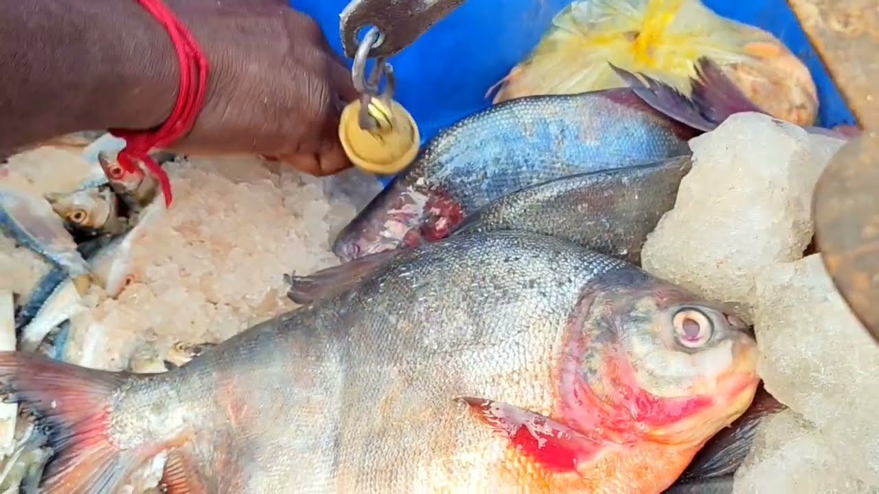வவ்வா மீன் வெட்டுதல் 🦈🦈🦈 | மீன் குழம்பு மீன் வருவல் 