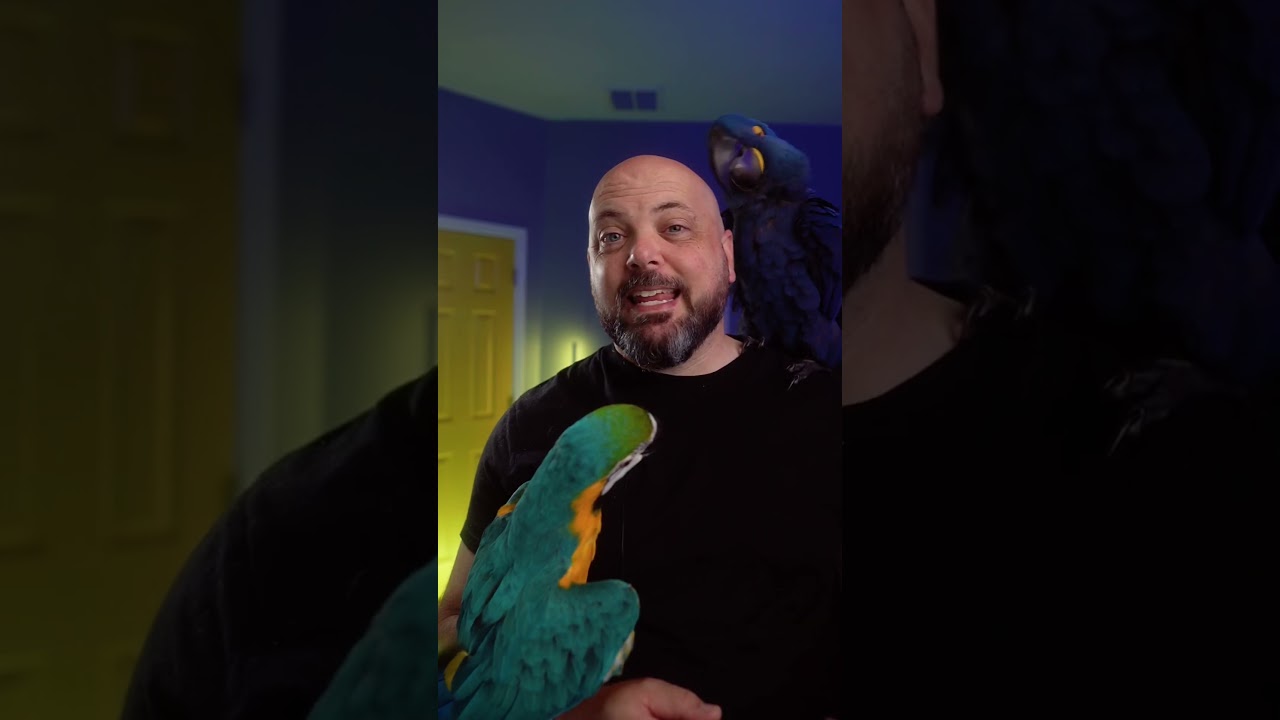 Realistic lifespan of blue & gold macaws