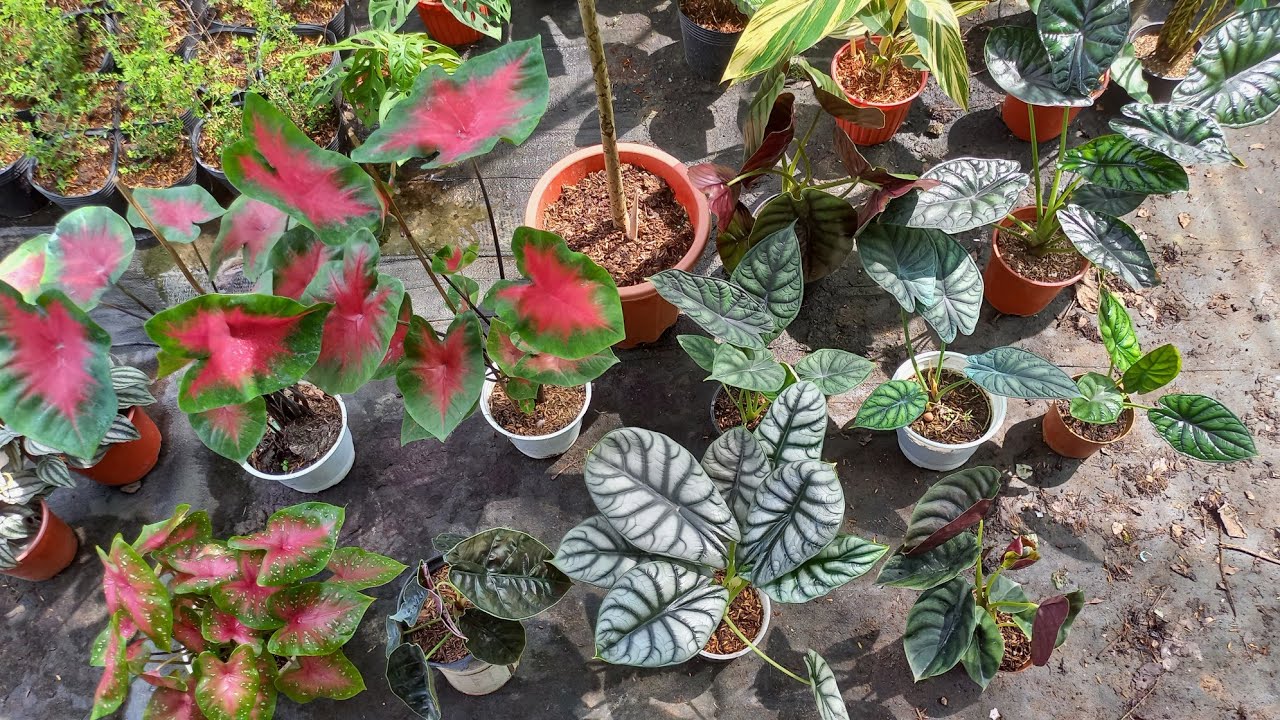 Kiểng lá đăng bán ngày 11/06/2022 ( Alocasia dragon scale, Alocasia Silver, Alocasia Azlanii