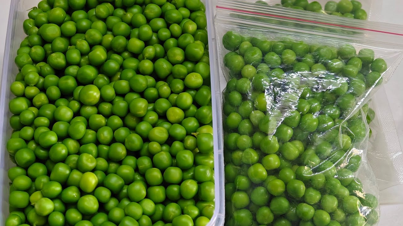 हरे मटार को पुरे 1 साल तक कैसे स्टोर करें |Home made Frozen peas How to store Fresh green peas |