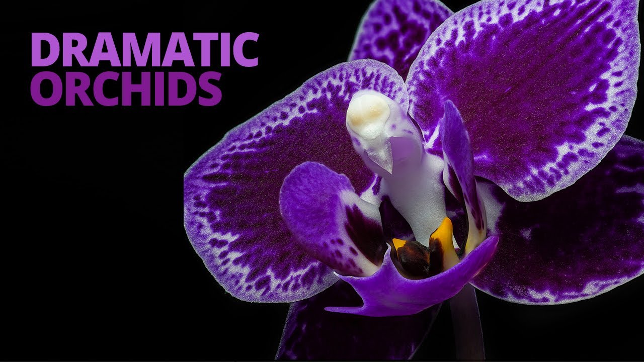 Orchids - The perfect flower to practice dramatic lighting techniques!