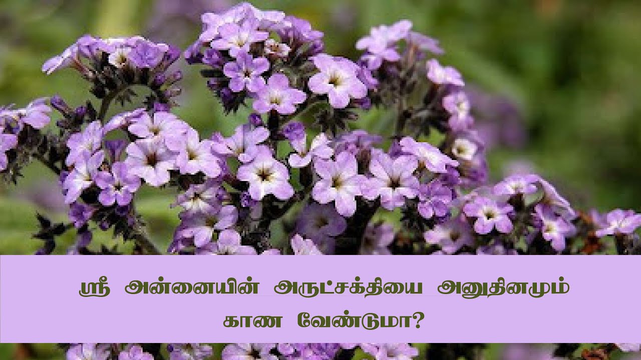 ஸ்ரீ அன்னையின் அருட்சக்தியை அனுதினமும் காண வேண்டுமா? #aurobindoashram #pondicherry #karmayogi