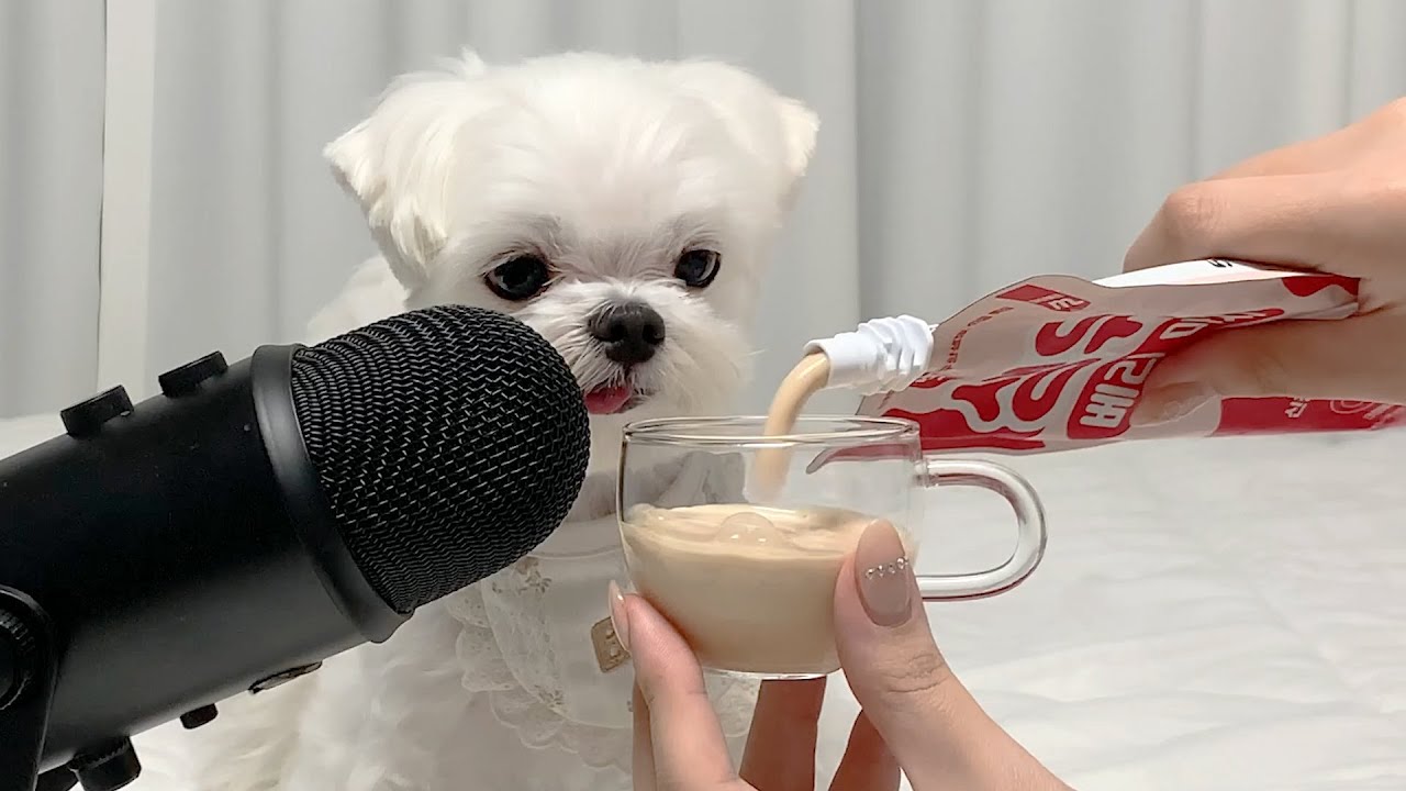 과식 ASMR