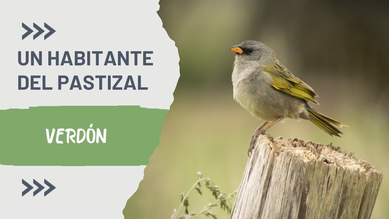 Un colorido habitante del PASTIZAL &ndash; VERD&Oacute;N (Embernagra platensis) FAUNADEX #18