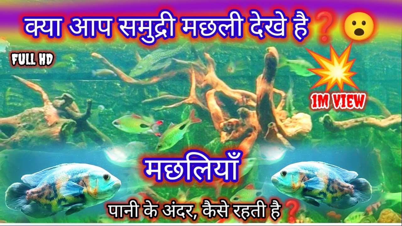 😱पानी के अंदर समुद्र के मछलियाँ कैसे रहती है ❓😮 #viralvideo #vlogs 