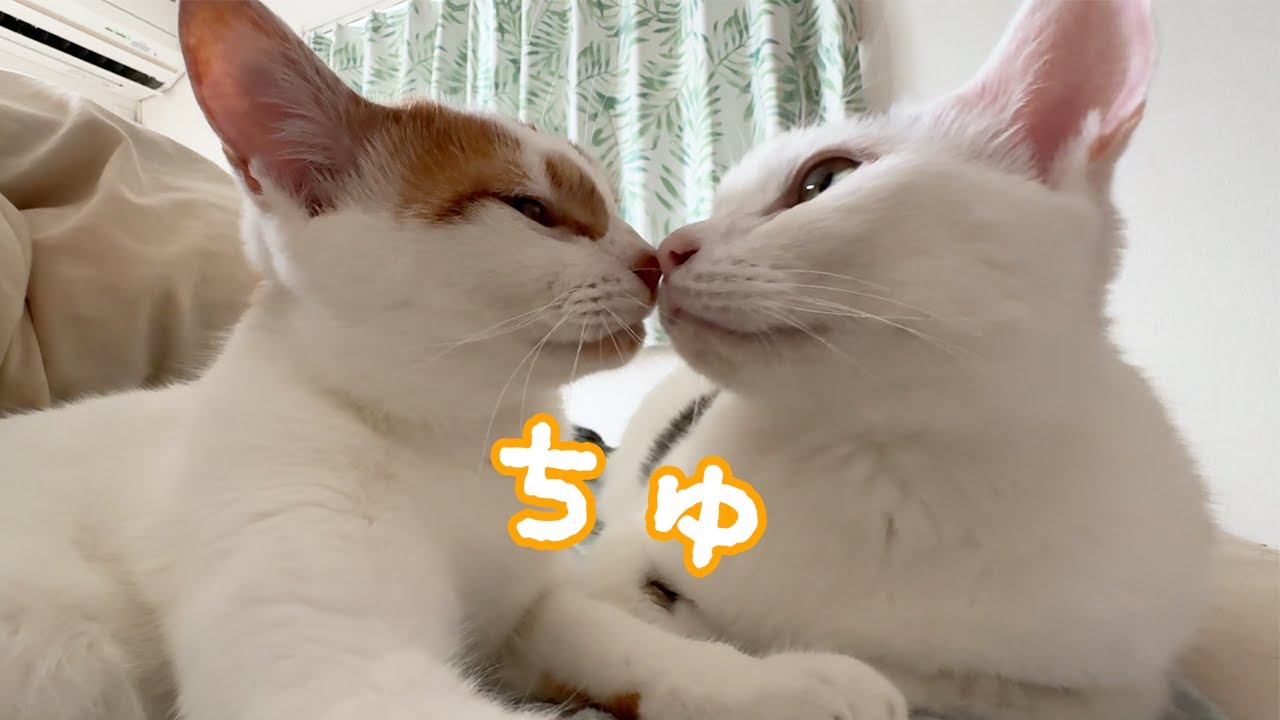 末っ子トロしゃんがお兄ちゃんみたいになってきました…！