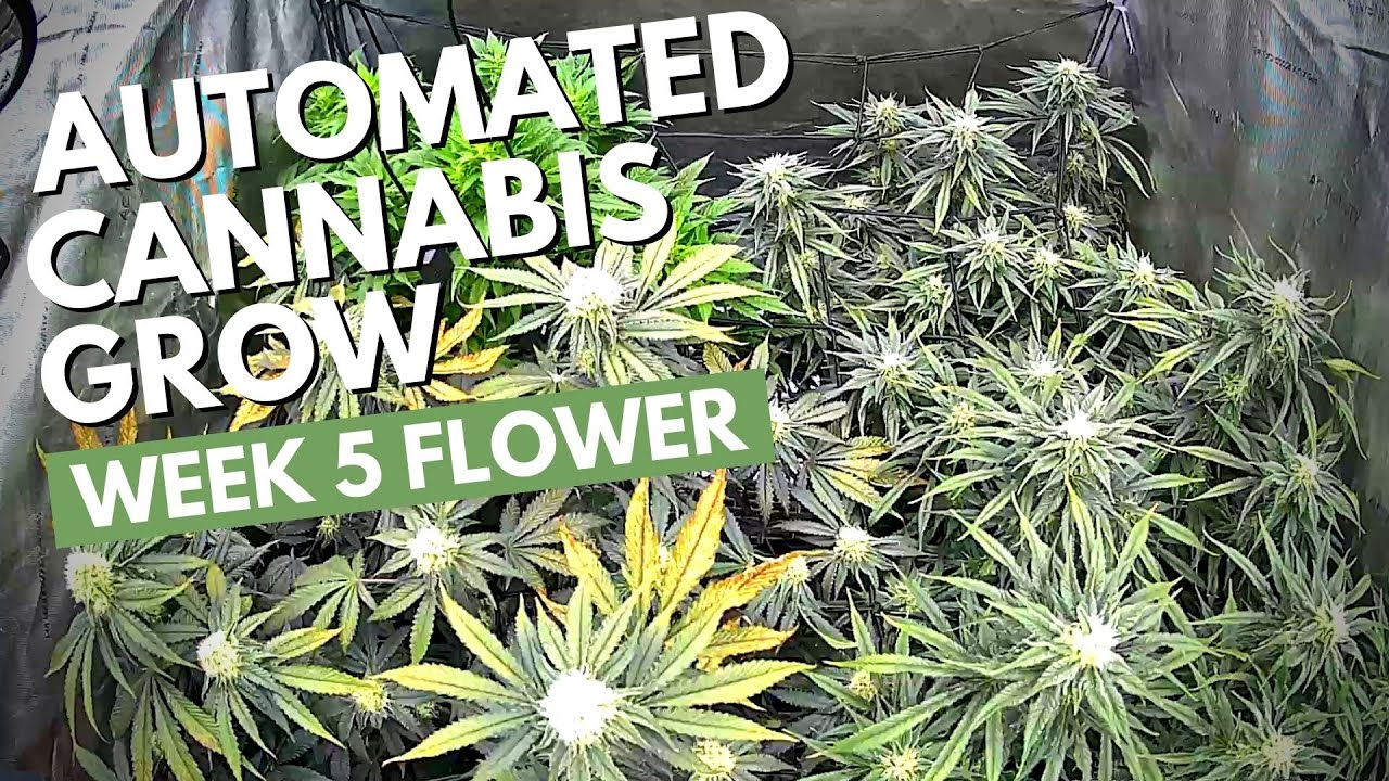 Cannabis Timelapse Week 5 Flower | Seed to Harvest