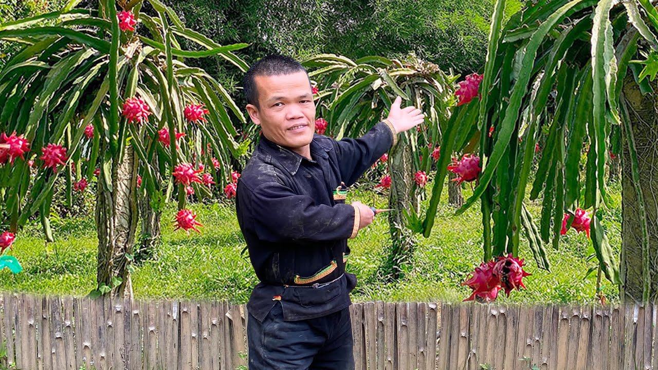 Dwarf Family Building a Dragon Fruit Garden - Farm Makeover - Hard Work Pays Off!