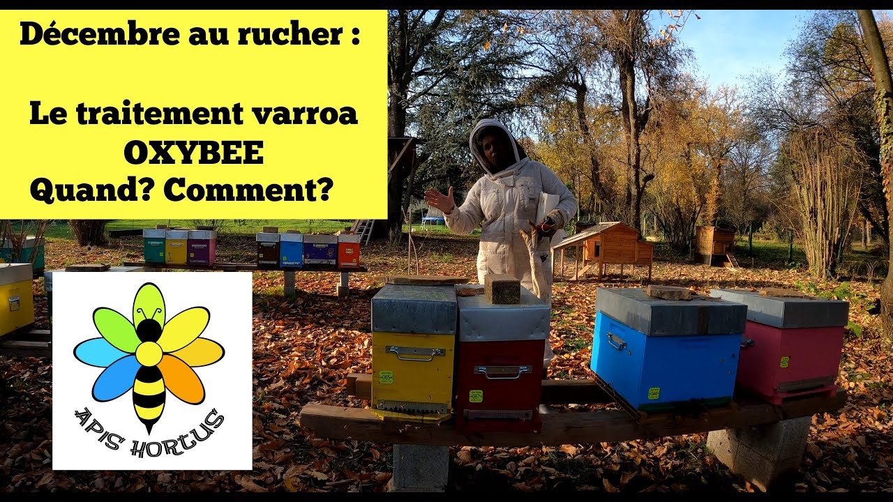 Le traitement du varroa Oxybee (acide oxalique) en décembre