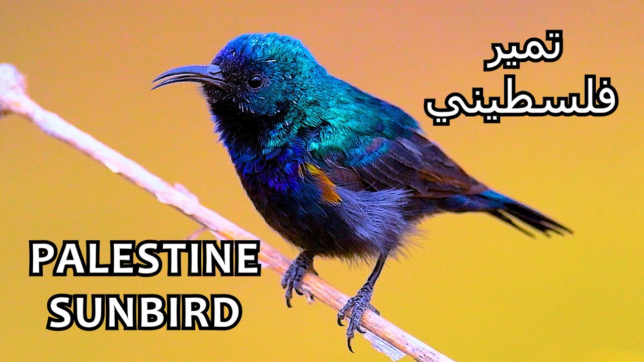 Palestine Sunbird ♂️ (Arabic: تمير فلسطيني) | Tanomah | Saudi Arabia
