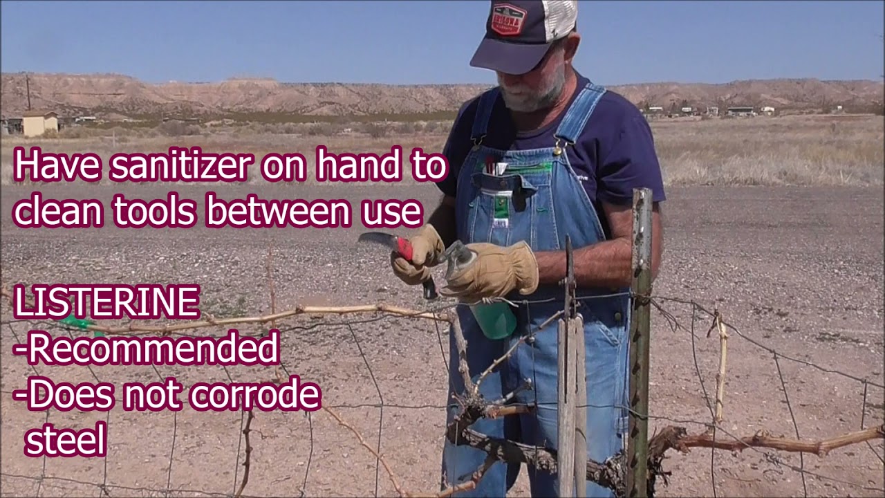 GRAPES - Cane Pruning: A GREAT How-to on Cane Pruning Your Grape Vines!