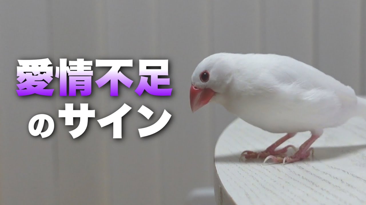 【愛情不足】愛に飢えた文鳥がする３つのサイン