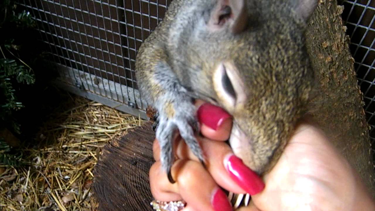 Pet Squirrel NEWTON asking  