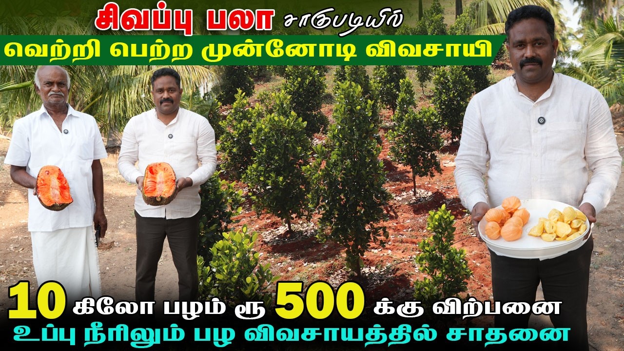 Vietnam Red Jackfruit | சிவப்பு பலா வெற்றிகரமாக விவசாயம்  #jackfruitfarming #highprofitfarming
