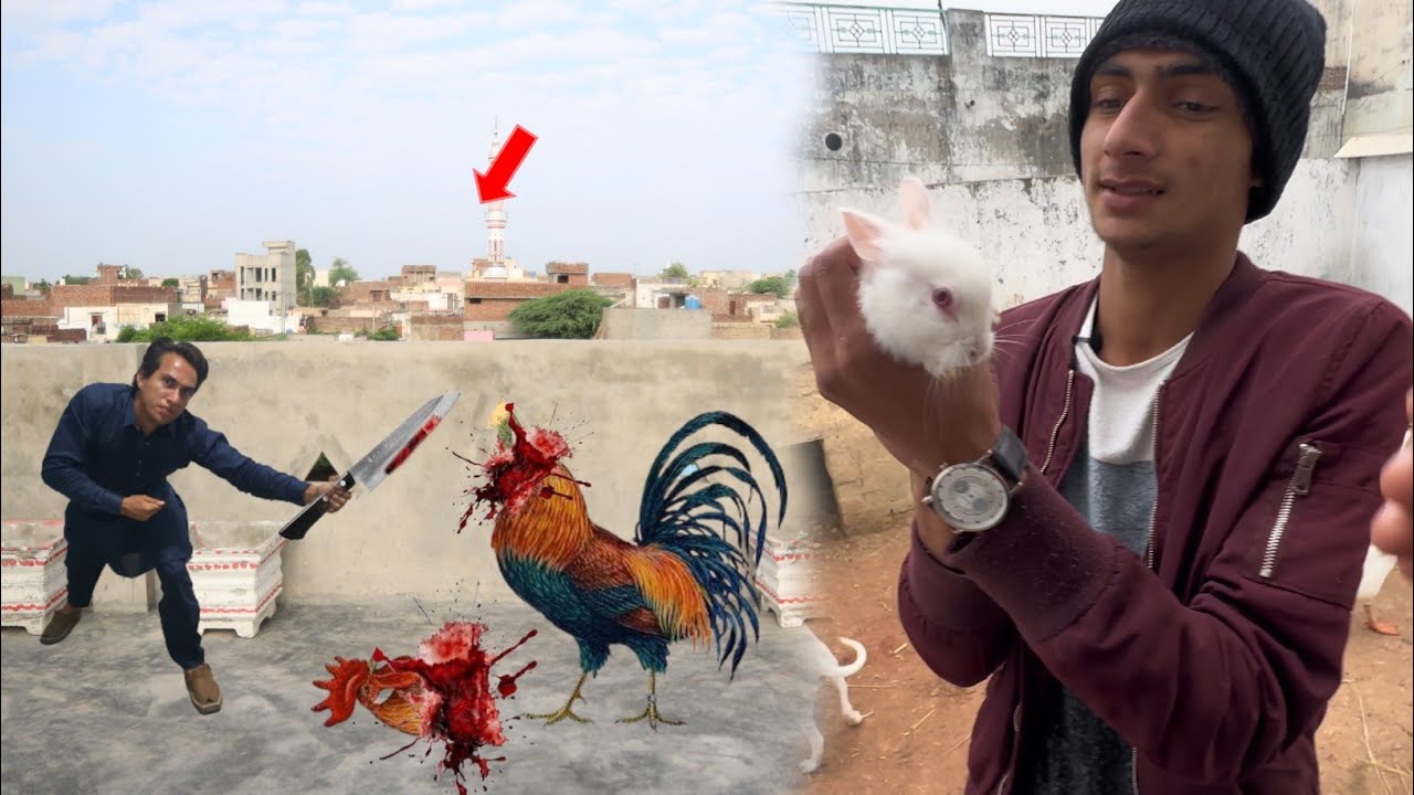 Hen Zeba Kr Di Or Baby Rabbit 🐇