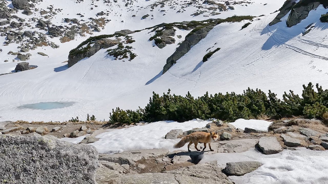 Zbojnicka chata (1960m), High Tatras National Park, Slovakia - GoPro 10 slowmotion