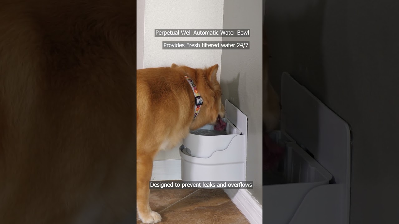 Perpetual Well Automatic Water Bowl #dog #dogcare #waterbowl #pets #amazonfind #shorts