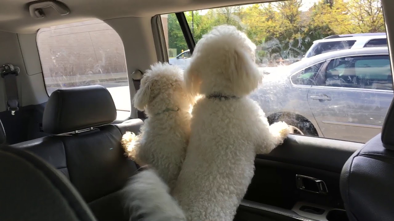 Bichons Barking in the car!