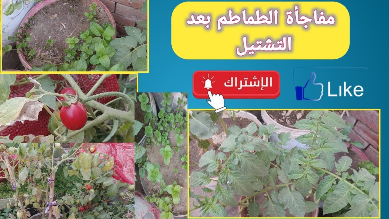 زرعت النعناع بطريقة جديدة… وشوفوا حصل إيه للطماطم بعد التشتيل!