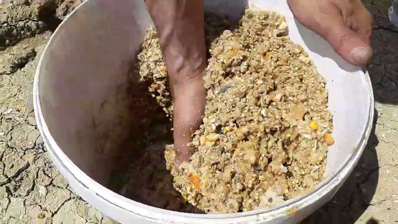 طعم سمك الكارب
