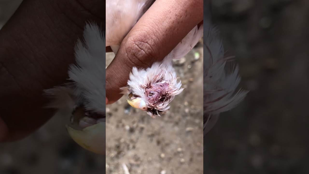 Budgies female ke dosre female sa fight ho gey #trending #viralshorts #fighting