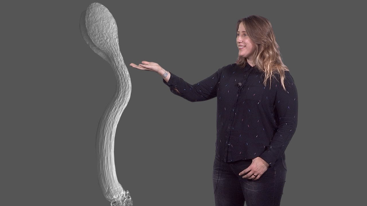 Siobhan Braybrook (UCLA) 2: Cell Wall Mechanics and Growth