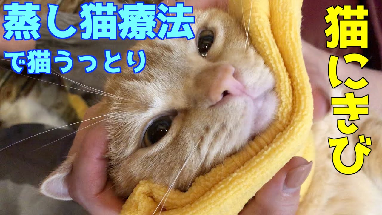 猫のアゴの下の黒ずみ(猫にきび)は綺麗に除去できます！｜猫はエステ気分でうっとり｜顎ニキビ｜黒にきび
