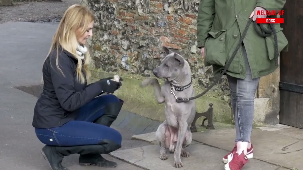 10 Small to Medium Guard Dogs