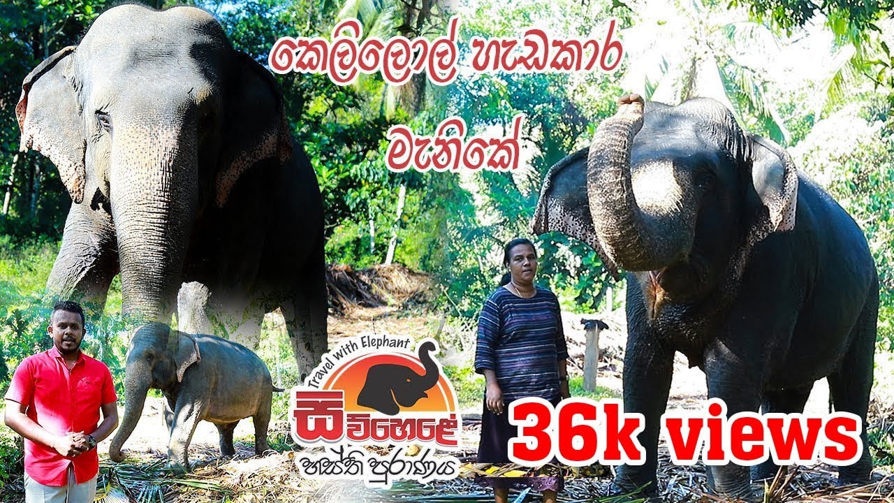 Travel With Elephant | Dewalegama Manike | කෙලිලොල් හැඩකාර මැනිකේ.. | Vlog 02