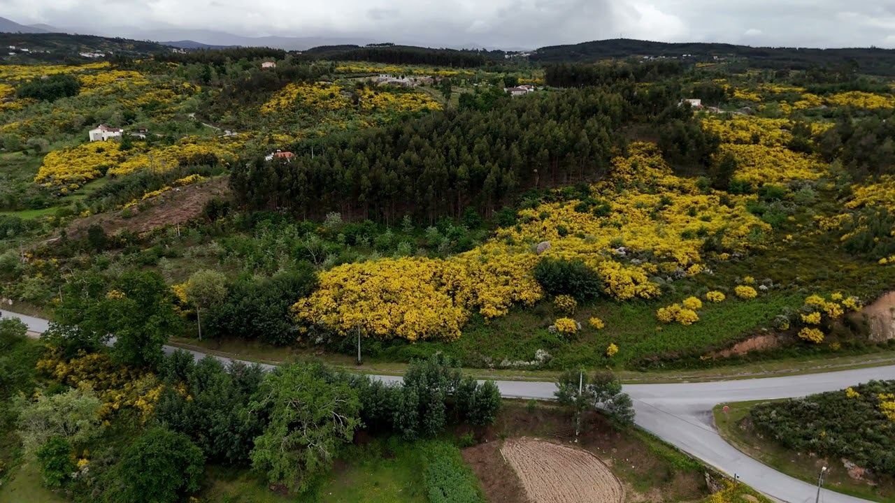 2025-05-02 Giestas em Flor