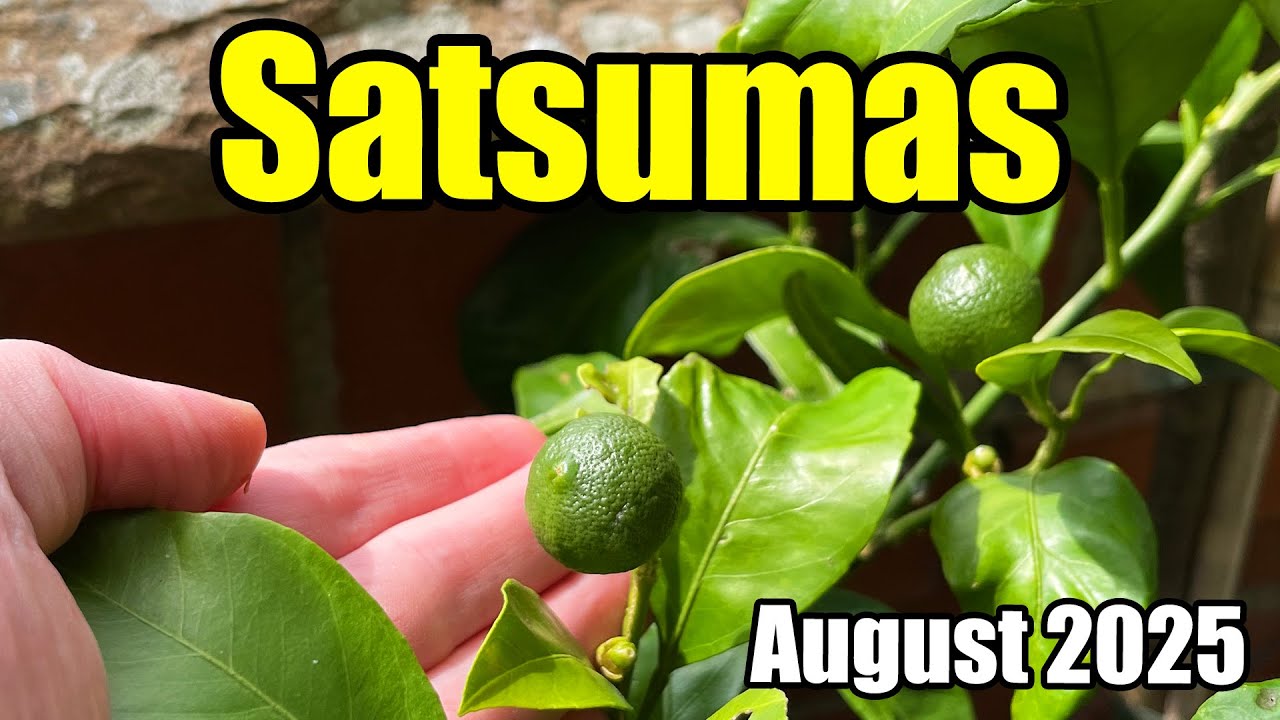 Satsuma Fruit Development Update - August 2025