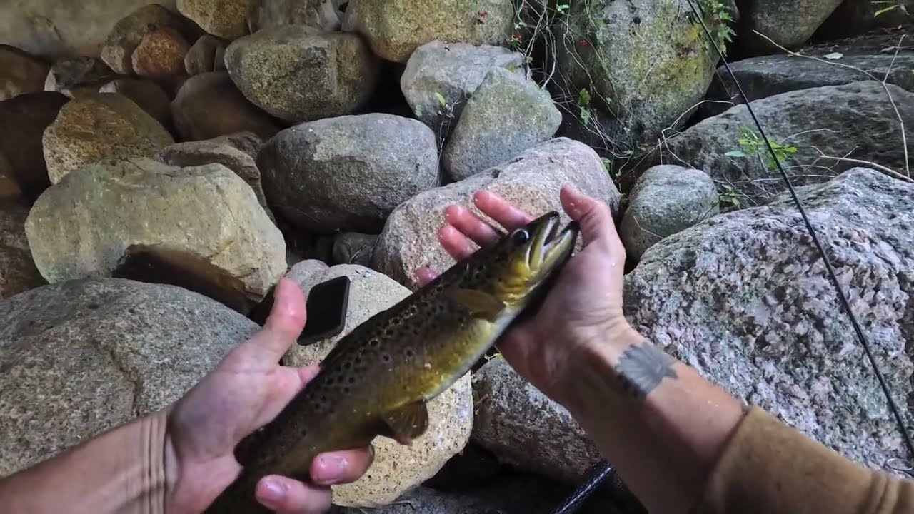 Foggy Morning Brown Trout Adventure