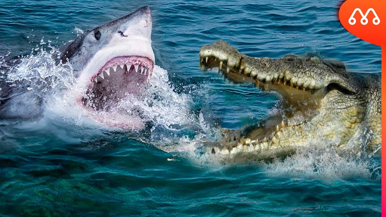 TUBAR&Atilde;O VS CROCODILO: QUEM TEM A MORDIDA MAIS FORTE? Shark vs Crocodile