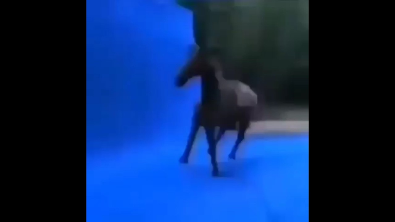 a compilation of absurd memes | #fy