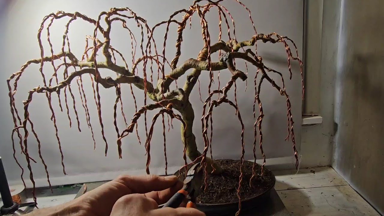 How to Bonsai a Weeping Willow with Gizzy green fingers