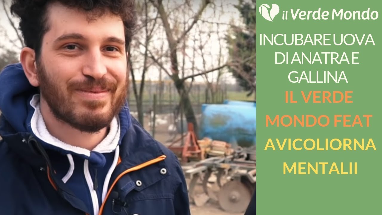 Come incubare e allevare Anatre e Oche | Il Verde Mondo Feat Avicoliornamentali