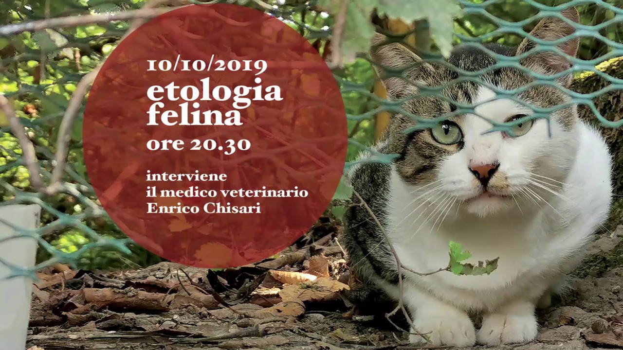 [CONFERENZA ONLINE] ETOLOGIA FELINA con il medico veterinario Enrico Chisari