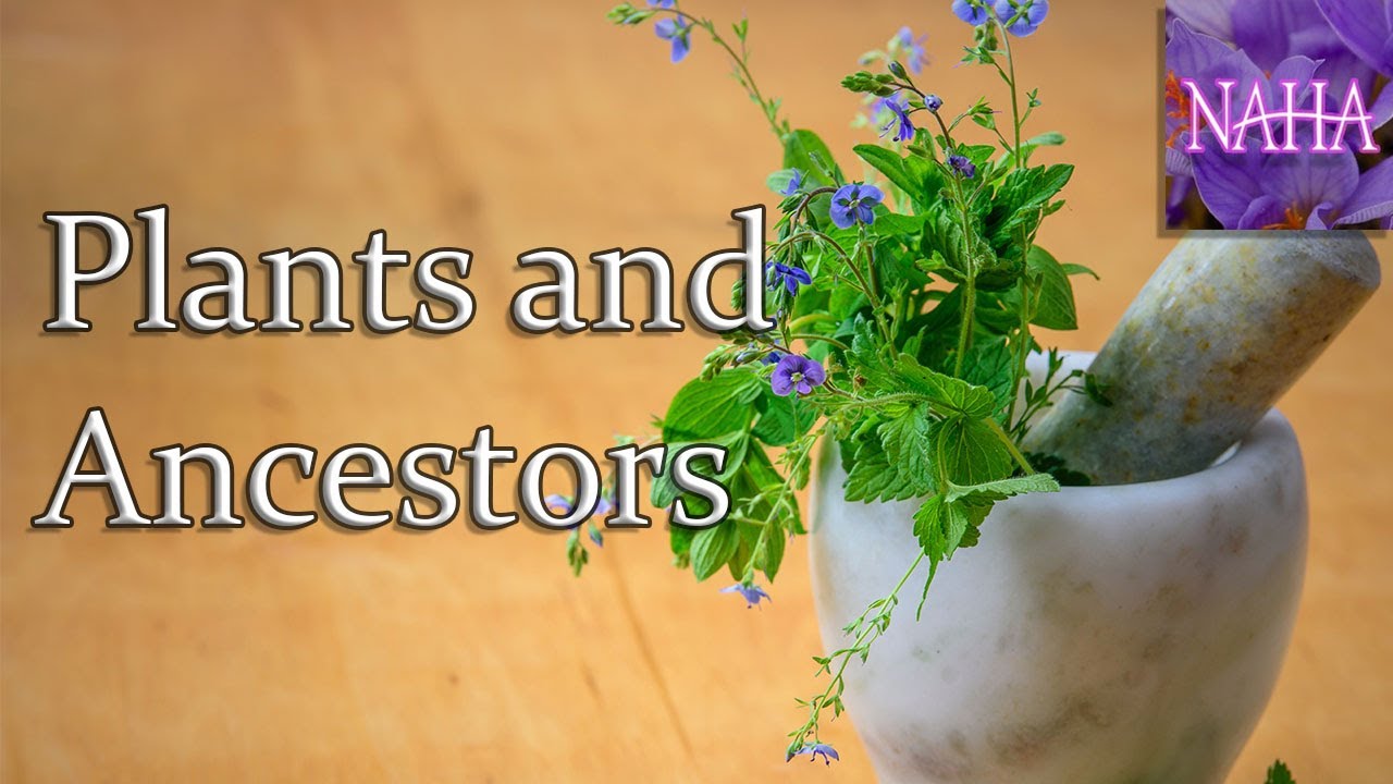 Plants and Ancestors - NAHA Webinar By Cathy Skipper